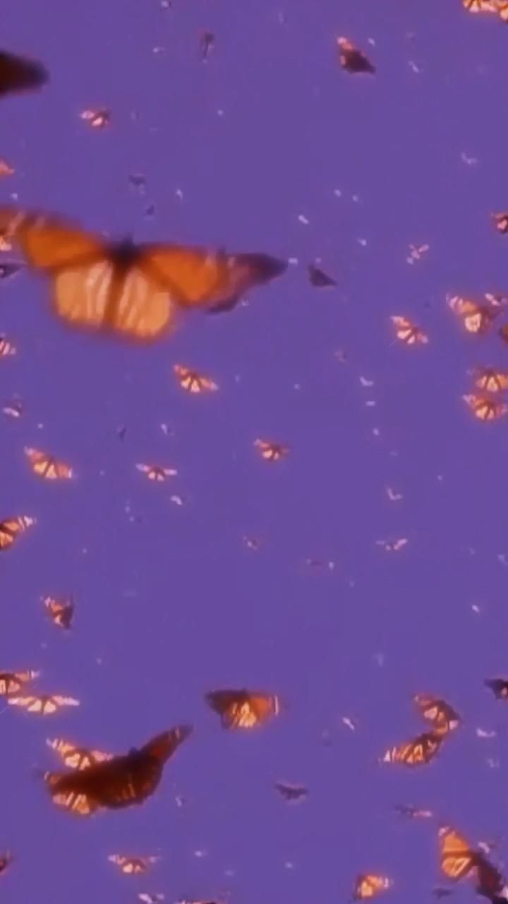 Featured image of post Aesthetic Butterfly Gif Background