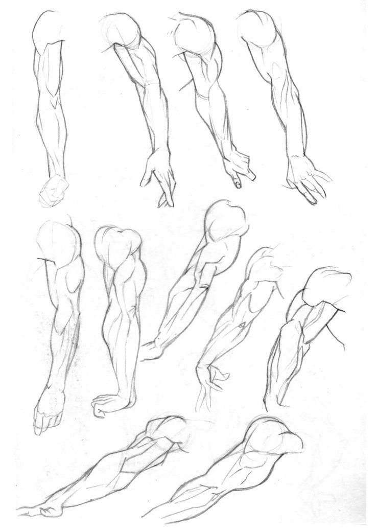 Featured image of post Muscular Arms Drawing Reference